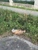 Foto: Toter Fuchs 