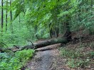 Foto: Baum auf Wanderweg umgestürzt 