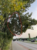 Foto: Ast droht auf den Geh-/Radweg zu stürzen 