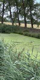 Foto: Abgebrochener Baum treibt auf das wehr zu 