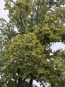 Foto: Abgebrochener Ast 5m lang  liegt in Baumkrone  