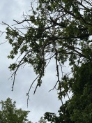 Foto: Toter Baum auf Grundstück, loser Ast über Strasse 