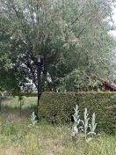 Foto: Baumschnitt im Grenzbereich-Überhang  