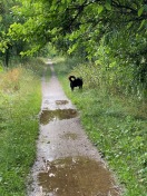 Foto: Die Wege der Bornimer (Lennesche) Feldflur wachsen zu 