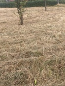 Foto: Wildblumenwiese-Schnittgut nicht geräumt 