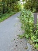 Foto: Radweg wuchert zu 
