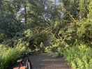 Foto: Baumkrone auf Radweg 