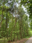 Foto: Gefahr in Verzug! Baum droht auf Straße zu fallen 