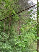 Foto: Baum liegt auf Telefon- und Glasfaserkabel 