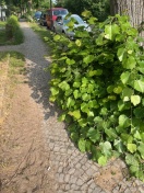 Foto: Eingeschränkter Fußweg durch Bewuchs  