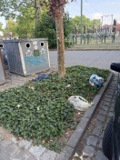 Foto: Scherben, Grünabfall, Plastik 