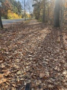 Foto: Massive Behinderung durch Nasses Laub 