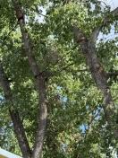 Foto: Angebrochene Äste im Baum 