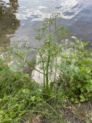 Foto: Wasserschierling - hoch giftige Pflanze an der ersten Badestelle  