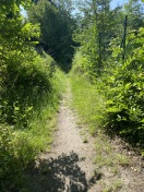 Foto: Stark verwilderter Weg 