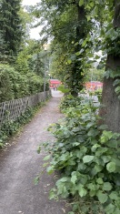 Foto: Baumtriebe blockieren Gehweg 