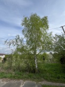 Foto: Baum /Äste zu nah an Oberleitung  