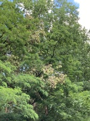 Foto: Großer Ast droht abzubrechen  