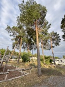 Foto: Abgebrochener Ast über Spielplatz  