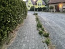 Foto: Gehweg und Bordstein wuchert zu. 