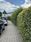 Foto: Hecke zurückschneiden  