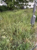Foto: Grünflächen Pflege 