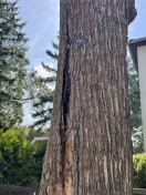 Foto: Baum verliert großflächig Rinde  