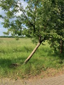 Foto: schief stehender Obstbaum 