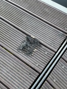 Foto: Brandbeschädigung 