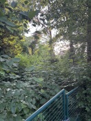 Foto: Regenversickerungsbecken zugewachsen  