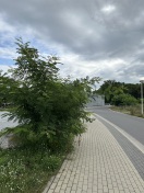 Foto: Gefährdung durch Dornen auf dem Gehweg 