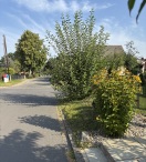 Ludwigsfelde: Sichtbehinderung  Foto: Sichtbehinderung