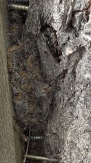 Foto: Nest mir Eichenprozessionsspinnern 
