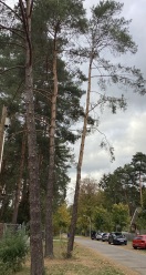 Foto: Straßenbaum 