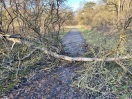 Foto: umgestürzter Baum  