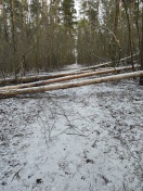 Foto: Bäume auf Waldweg umgefallen  
