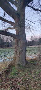 Foto: Im Baum stecken Zaunteile (in 3m Höhe) 