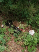 Foto: Müll auf der Insel im Gebüsch  