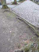 Foto: abgebrochene Äste der Straßenbäume 
