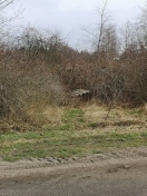 Foto: Wellasbestplatte in der Brombeerhecke 