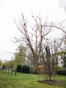 Foto: Astbruchgefahr durch toten brüchigen Baum 