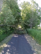 Foto: Baum auf dem Radweg  