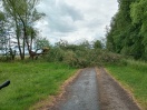 Foto: Baum über Straße  