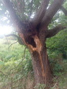 Foto: Wie hol muss ein Baum noch sein 