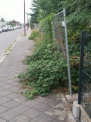 Foto: Flächige Überwucherung des öff. Gehweg Güterbahnhofstraße mit Stachelnden Sträuchern 