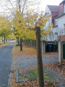 Foto: Ersatz von Abgänge von Hochstämmen gemäß Vorgaben der UNB 