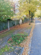 Foto: Leere Baumscheibe im Gesamtdenkmal der Gartenstadt Marga in der Briesker Kirchstraße  