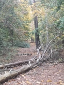 Foto: Waldweg endlich freisägen!!!  