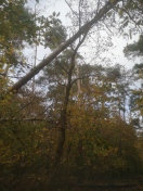 Foto: Toter Baum in Schieflage - Gefahr 