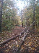 Foto: Waldweg immer noch gesperrt an zwei Stellen - Aktiv werden!!!  